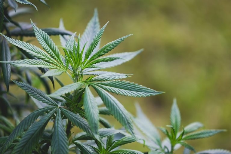 CBD, ¿La panacea de este siglo?