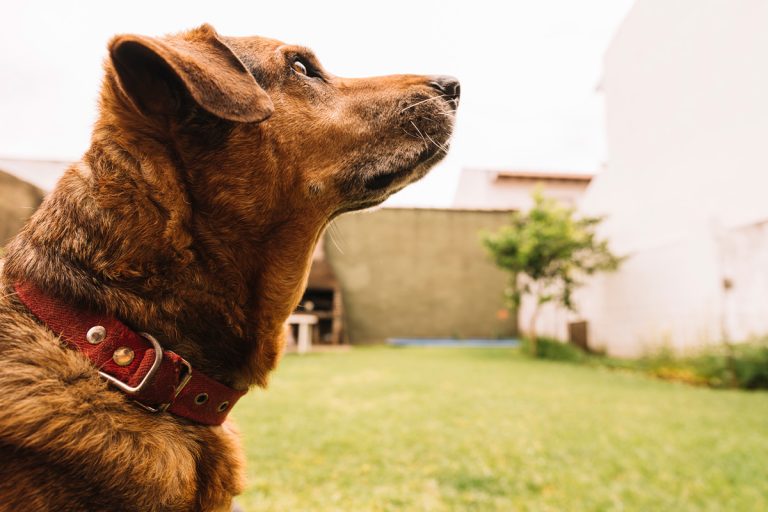 El CBD y nuestros amigos caninos