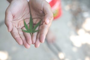 El día oficial del CBD se celebra el 8 de agosto