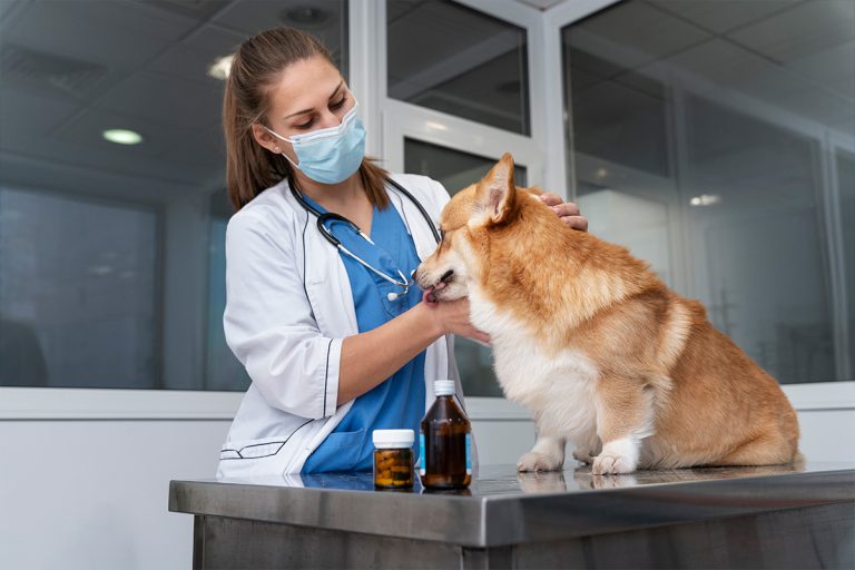 Nuevo estudio sobre CBD para tratar el cáncer de vejiga en perros