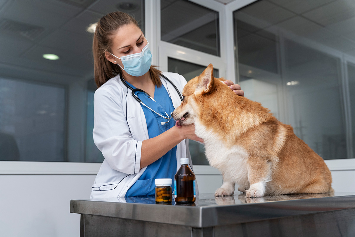 Nuevo estudio sobre CBD para tratar el cáncer de vejiga en perros