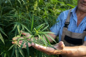 Paraguay declara el cáñamo como cultivo de interés nacional