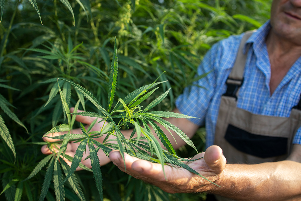 Paraguay declara el cáñamo como cultivo de interés nacional