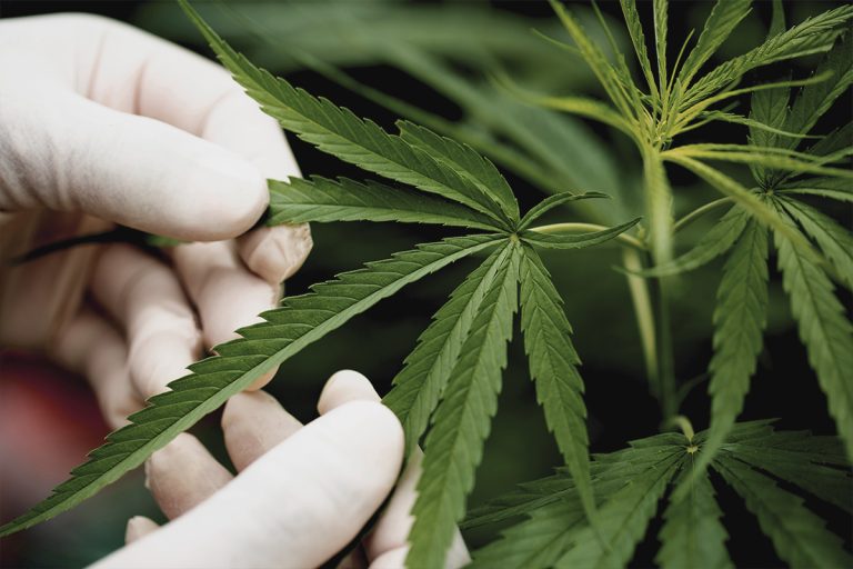 ¿Qué es el efecto séquito del cannabis?