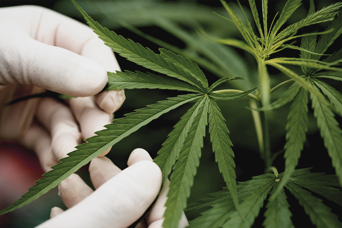 ¿Qué es el efecto séquito del cannabis?